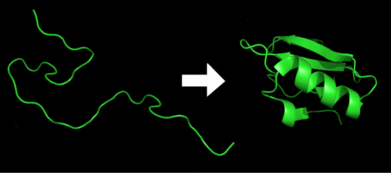 C:\Users\Vincenzo\Desktop\Attività 2024\Scuola Segre-Del Re\Protein_folding.png