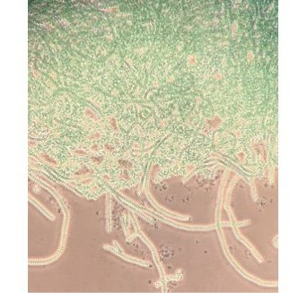 Immagine che contiene arte, disegno, schermata, dipinto
Il contenuto generato dall'IA potrebbe non essere corretto.