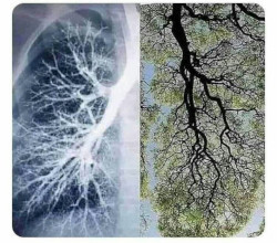 Similitudine tra polmone e apparato radicale